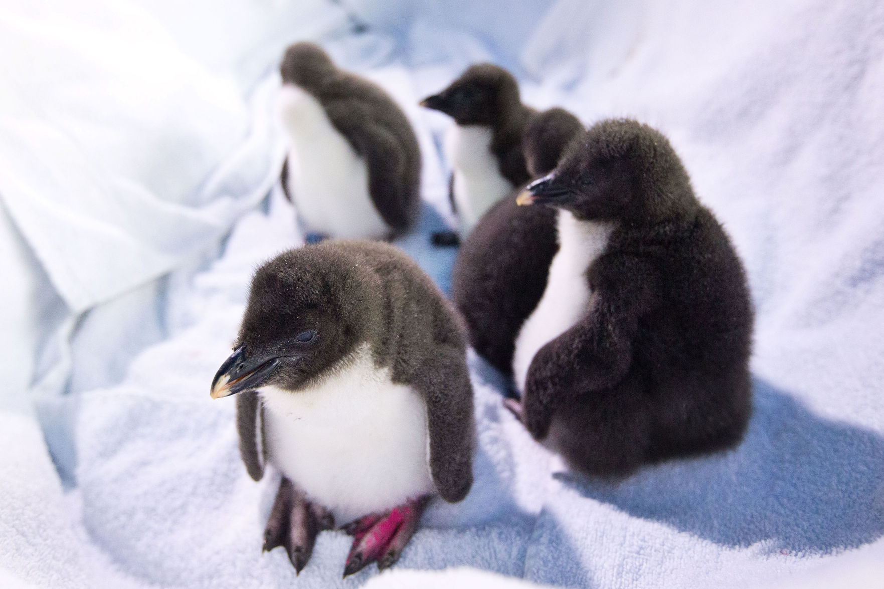 zoo babies